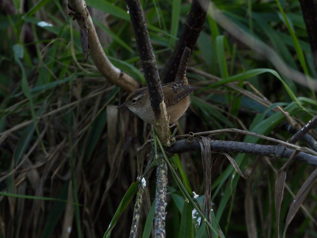 Marsh Wren - ML186262541