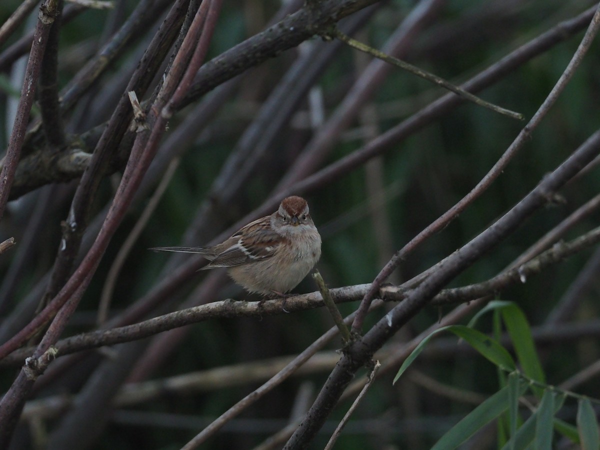 American Tree Sparrow - ML186262791