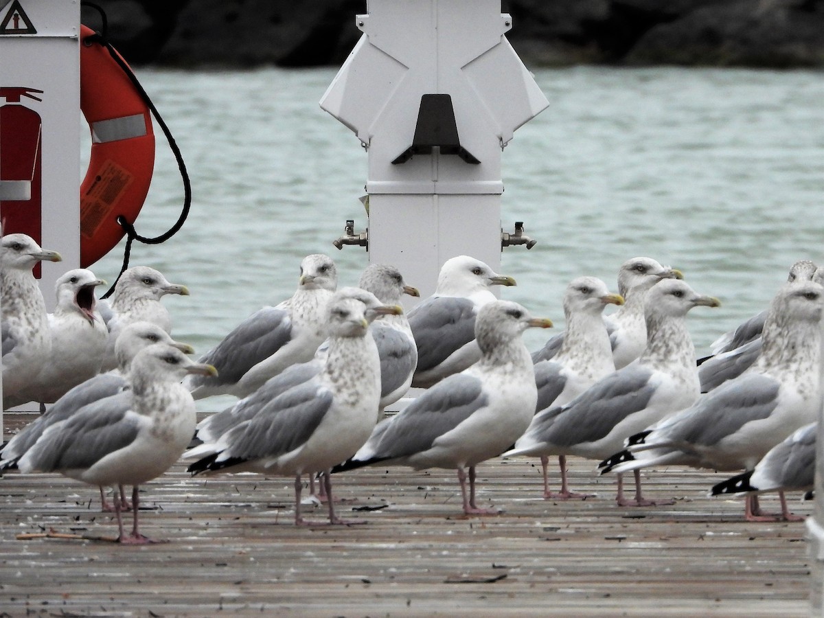 Herring Gull - ML186264091