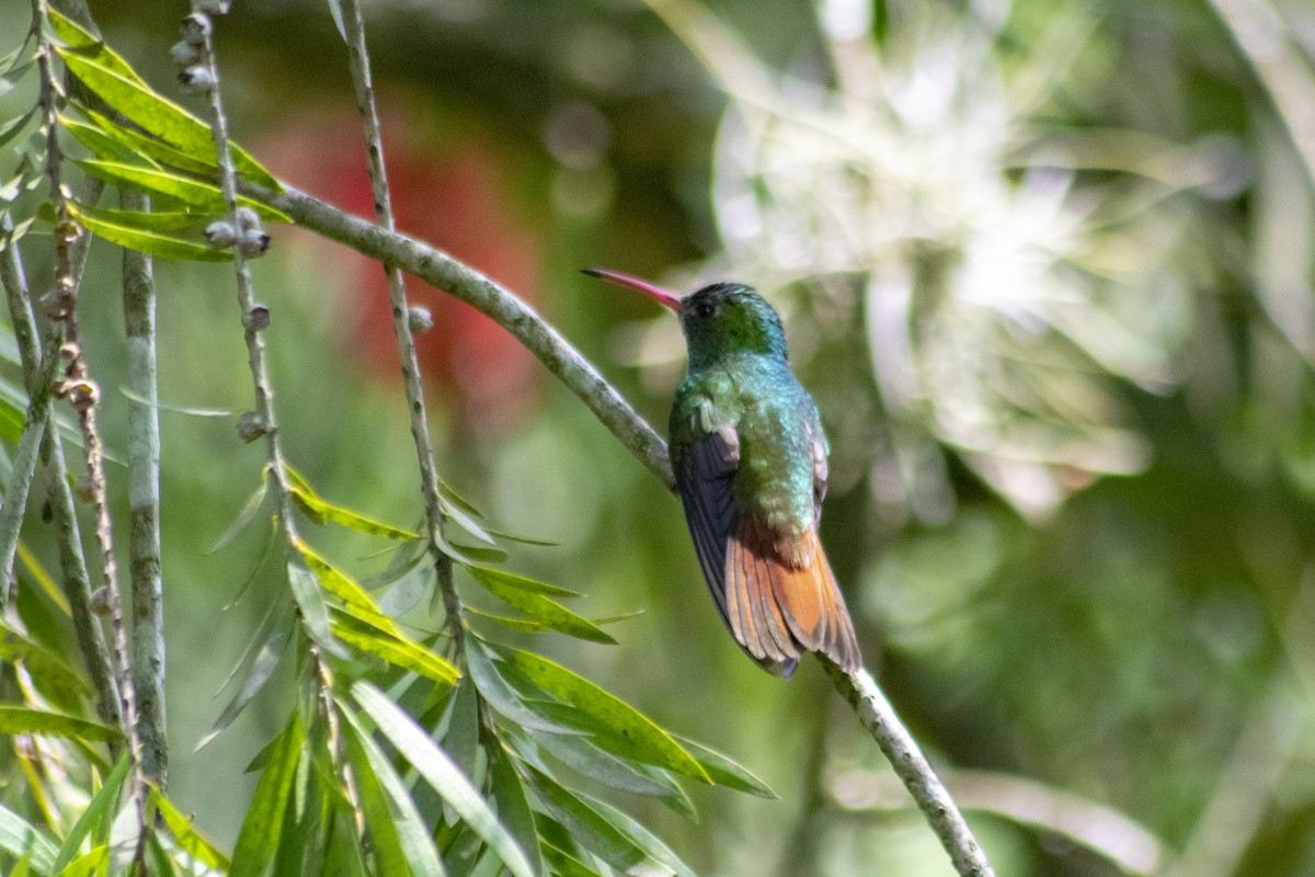 Rufous-tailed Hummingbird - ML186264811