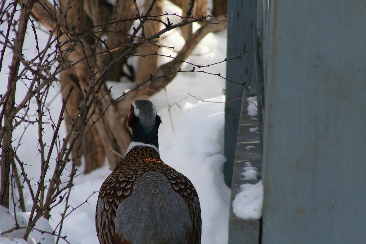 Ring-necked Pheasant - ML186266191