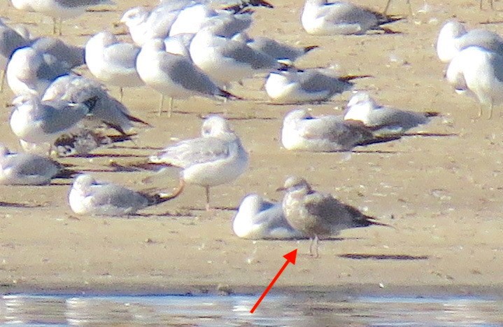 Short-billed Gull - David Dowell