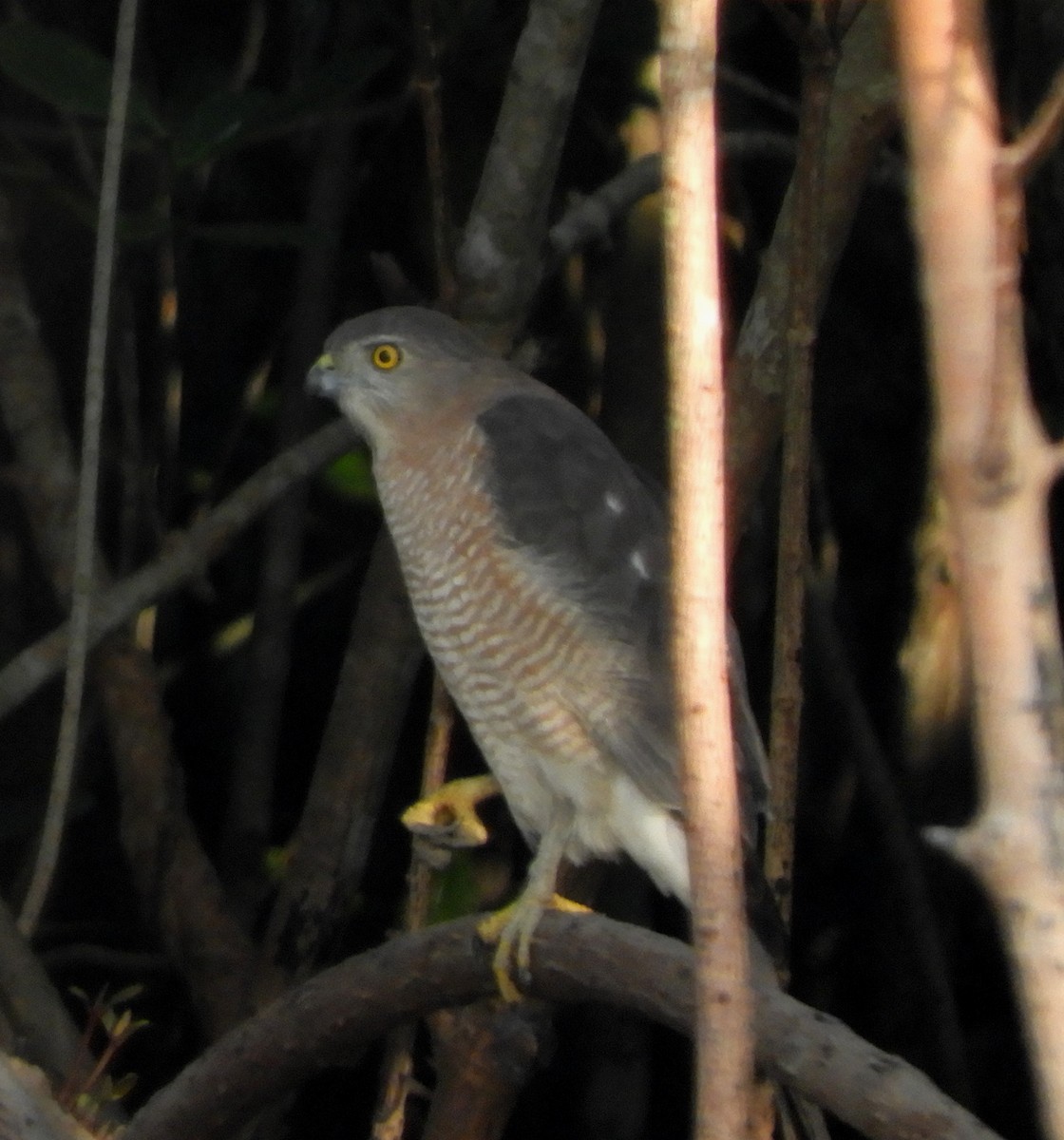 Shikra - ML186266741