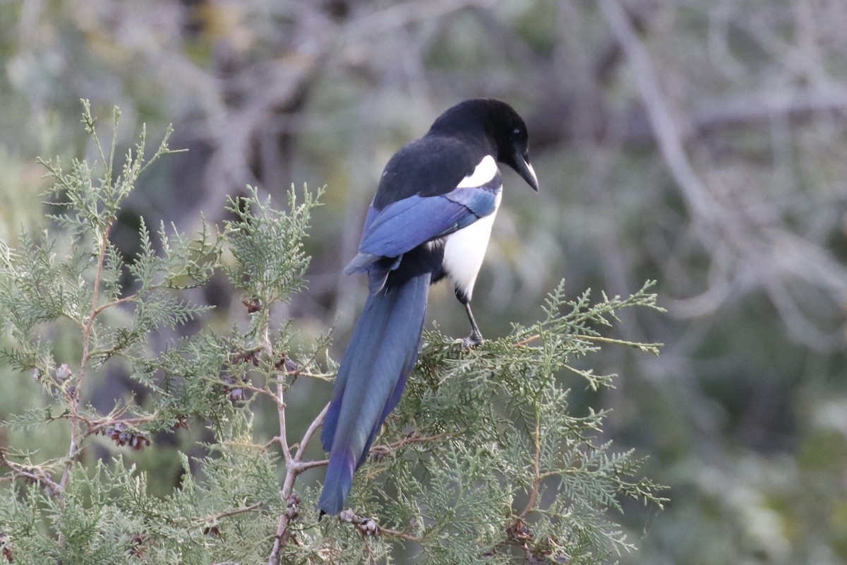 Oriental Magpie - ML186266781