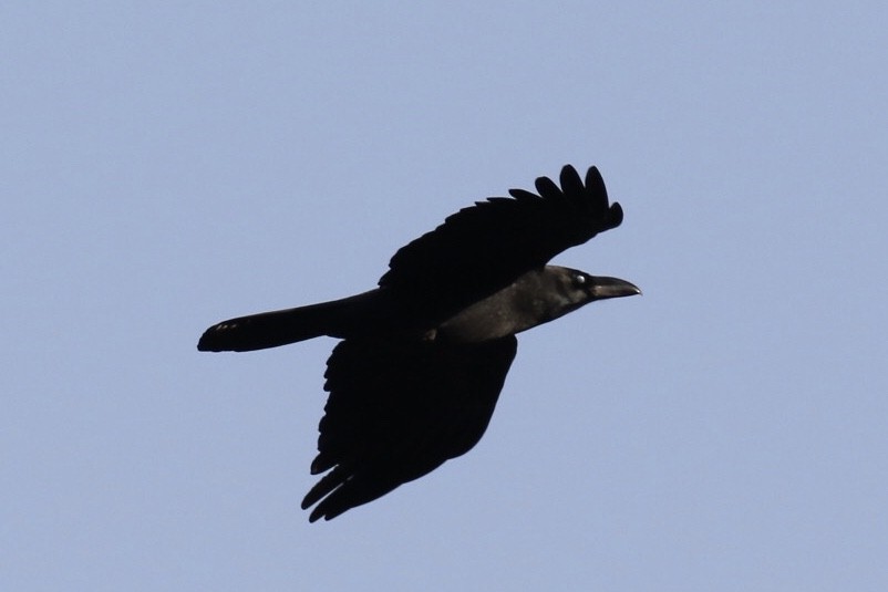 Large-billed Crow - ML186266851