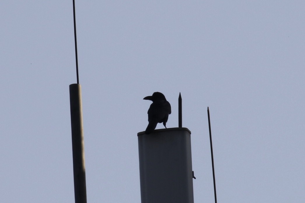 Large-billed Crow - ML186266871