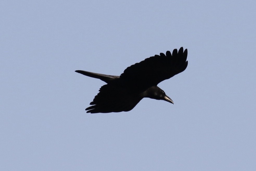 Large-billed Crow - ML186266881