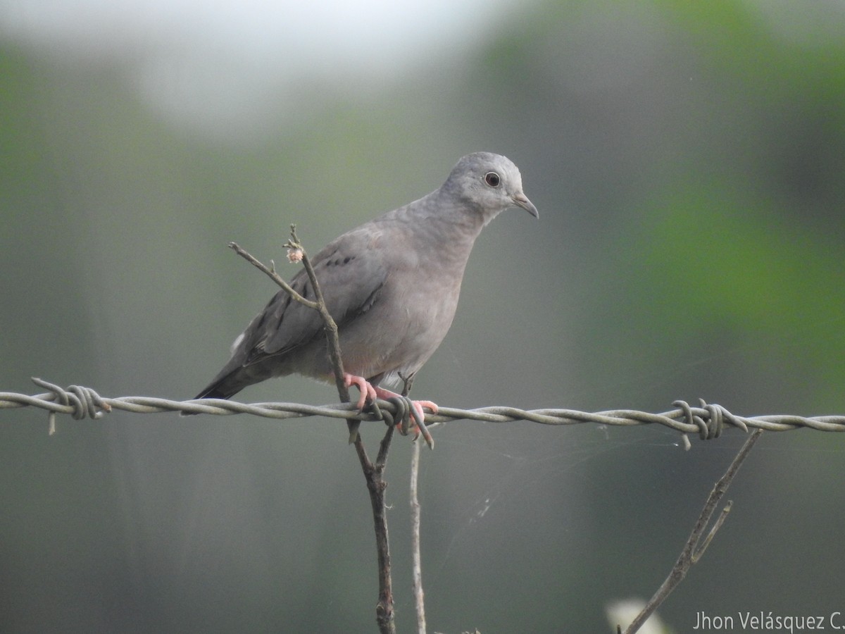 Plain-breasted Ground Dove - ML186267391