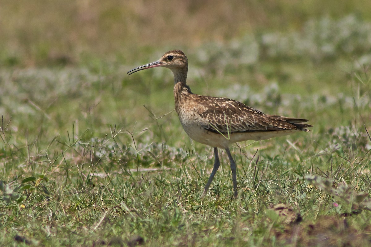 Little Curlew - ML186269101