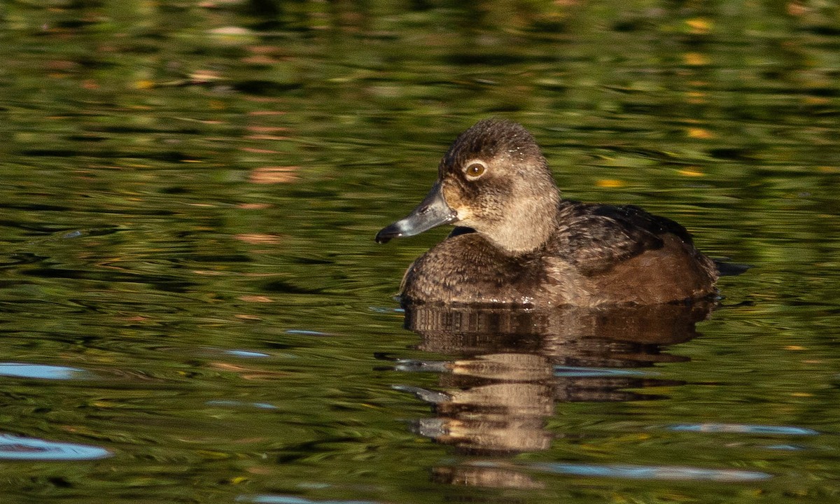 Ring-necked Duck - ML186269401