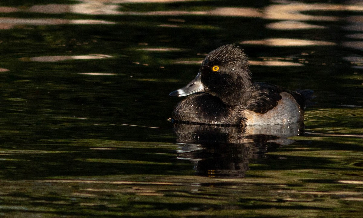 Ring-necked Duck - ML186269411