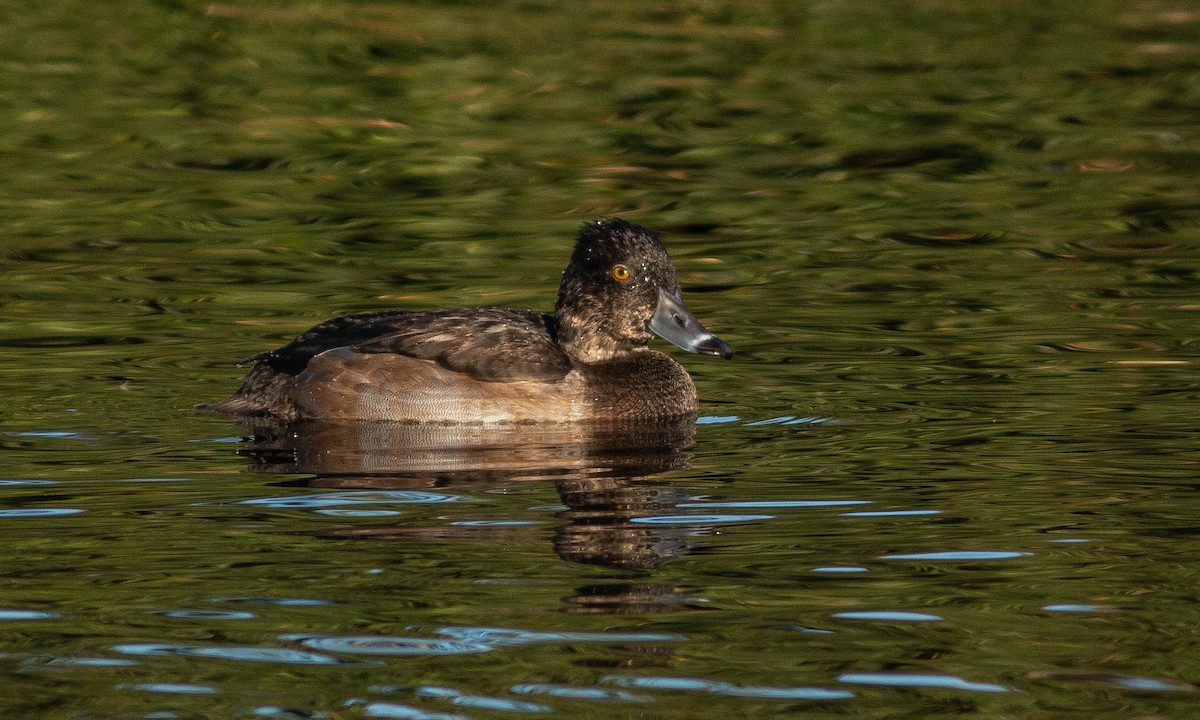 Ring-necked Duck - Paul Fenwick