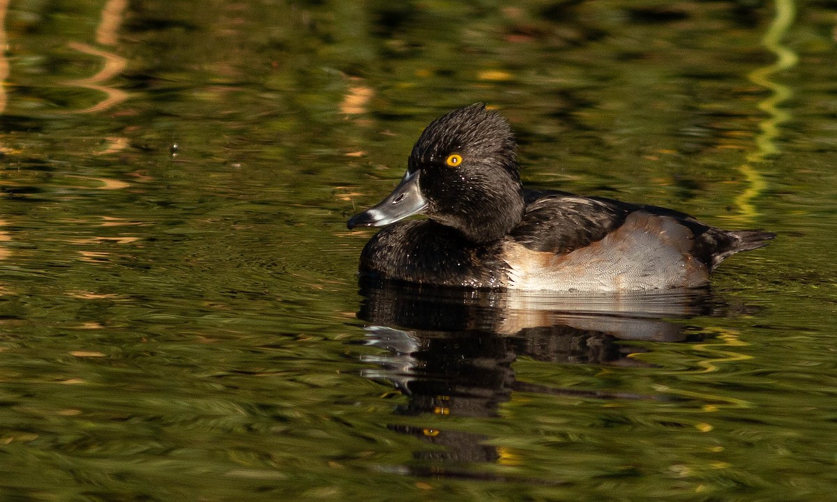 Ring-necked Duck - ML186269481