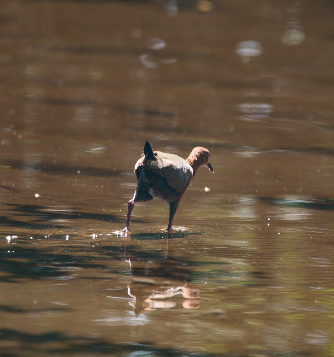 Rufous-necked Wood-Rail - Isaias Morataya