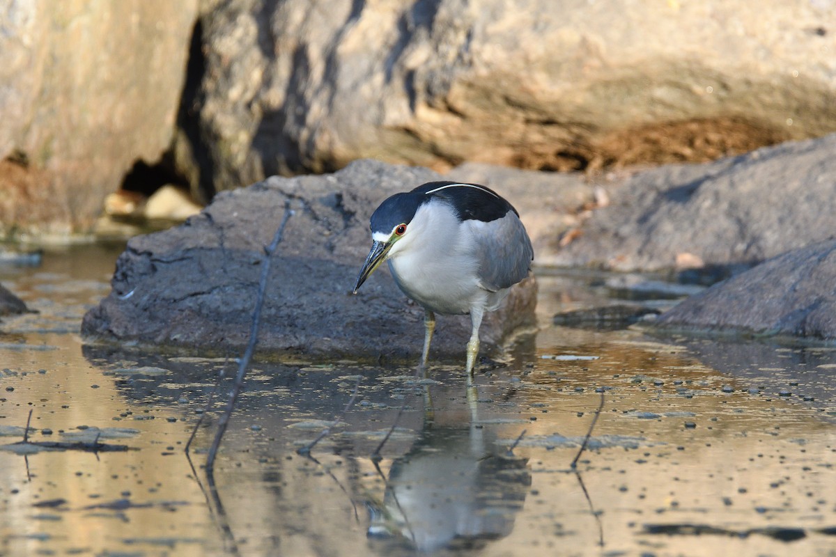 Black-crowned Night Heron - ML186269841