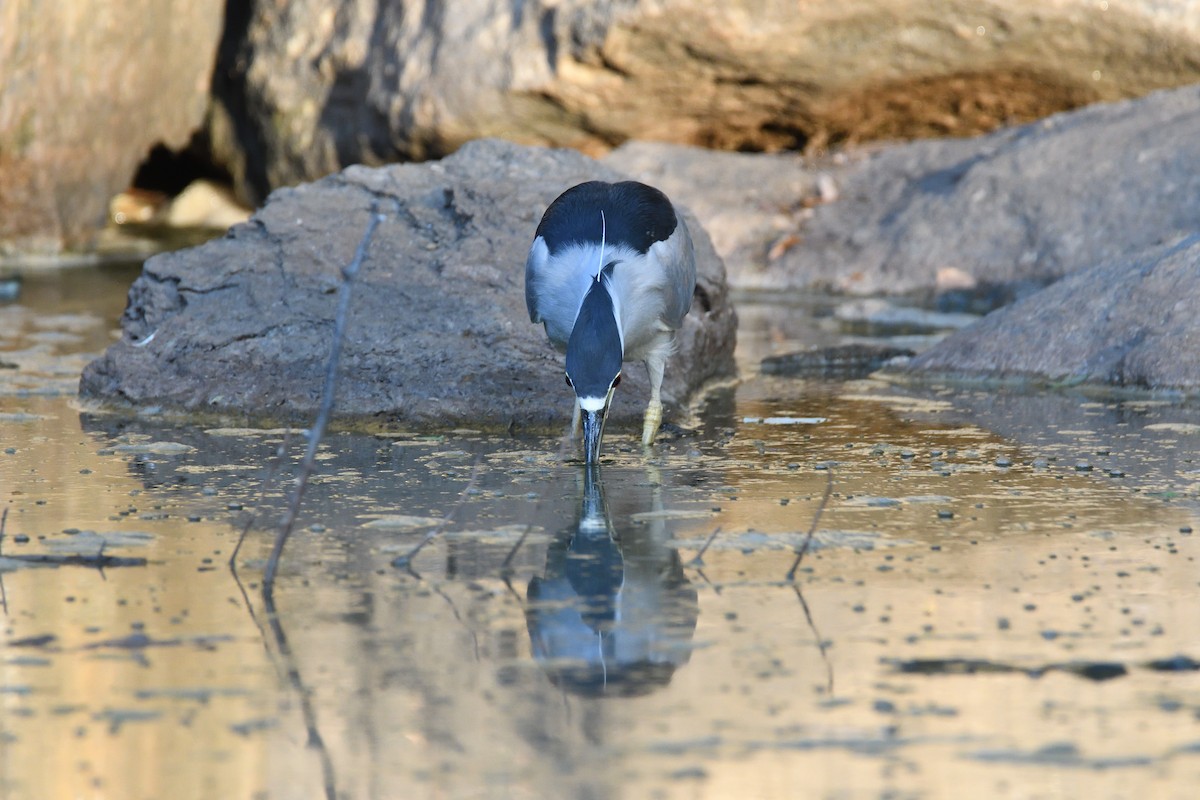 Black-crowned Night Heron - ML186269861