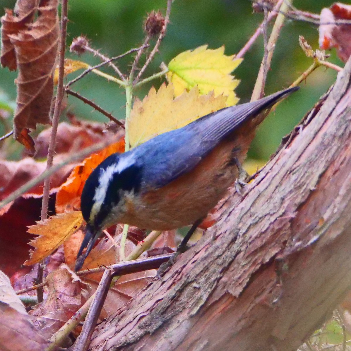 Red-breasted Nuthatch - ML186269881