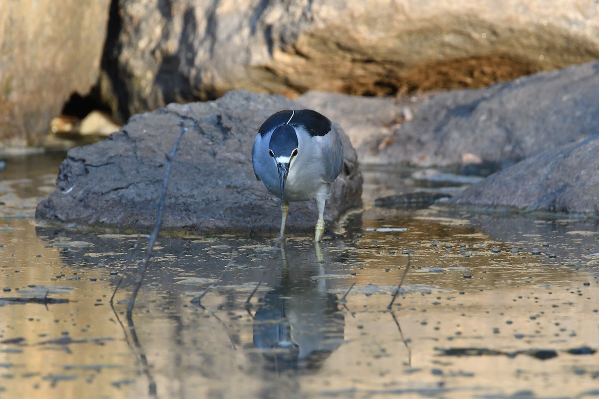 Black-crowned Night Heron - ML186269891