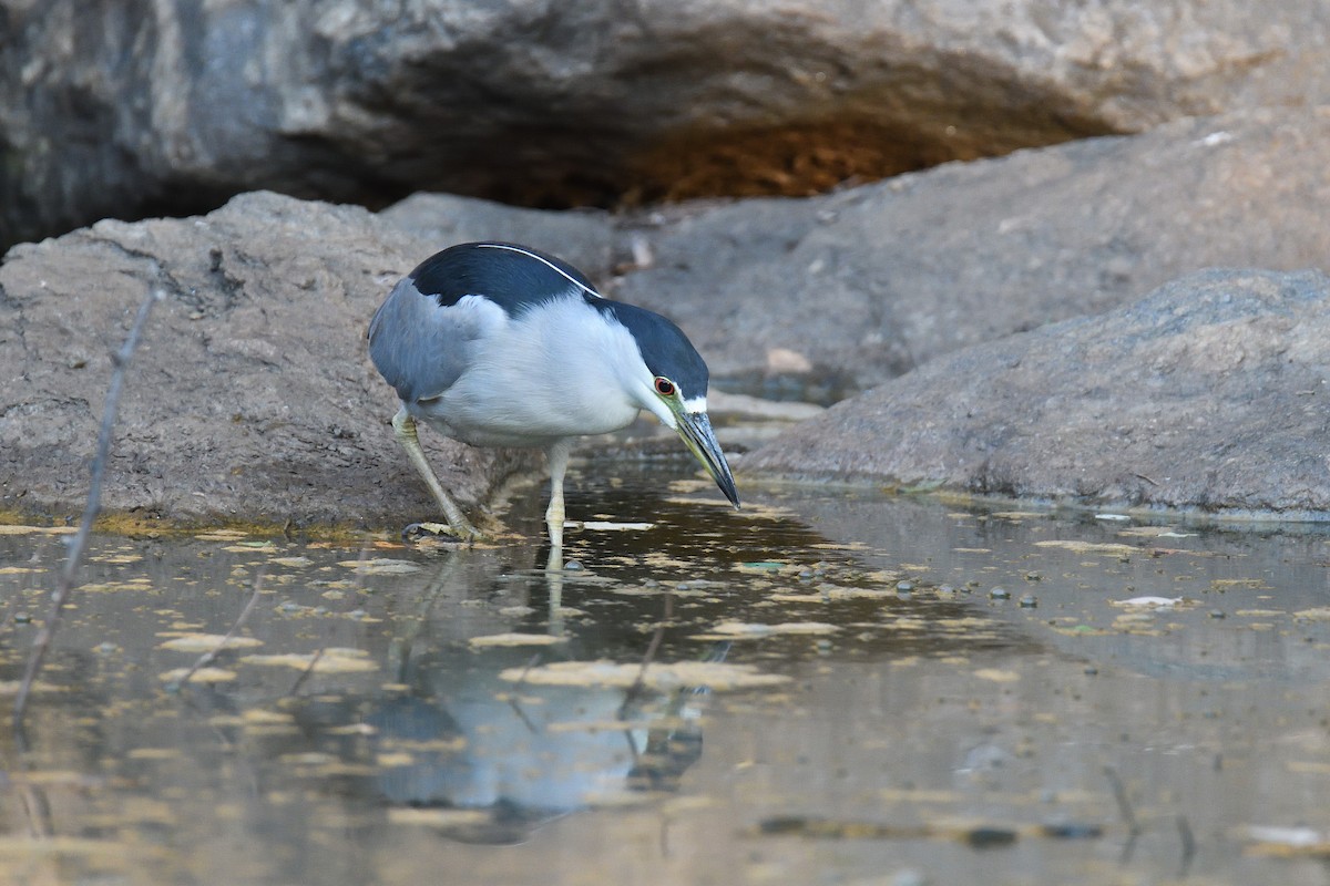 Black-crowned Night Heron - ML186269901