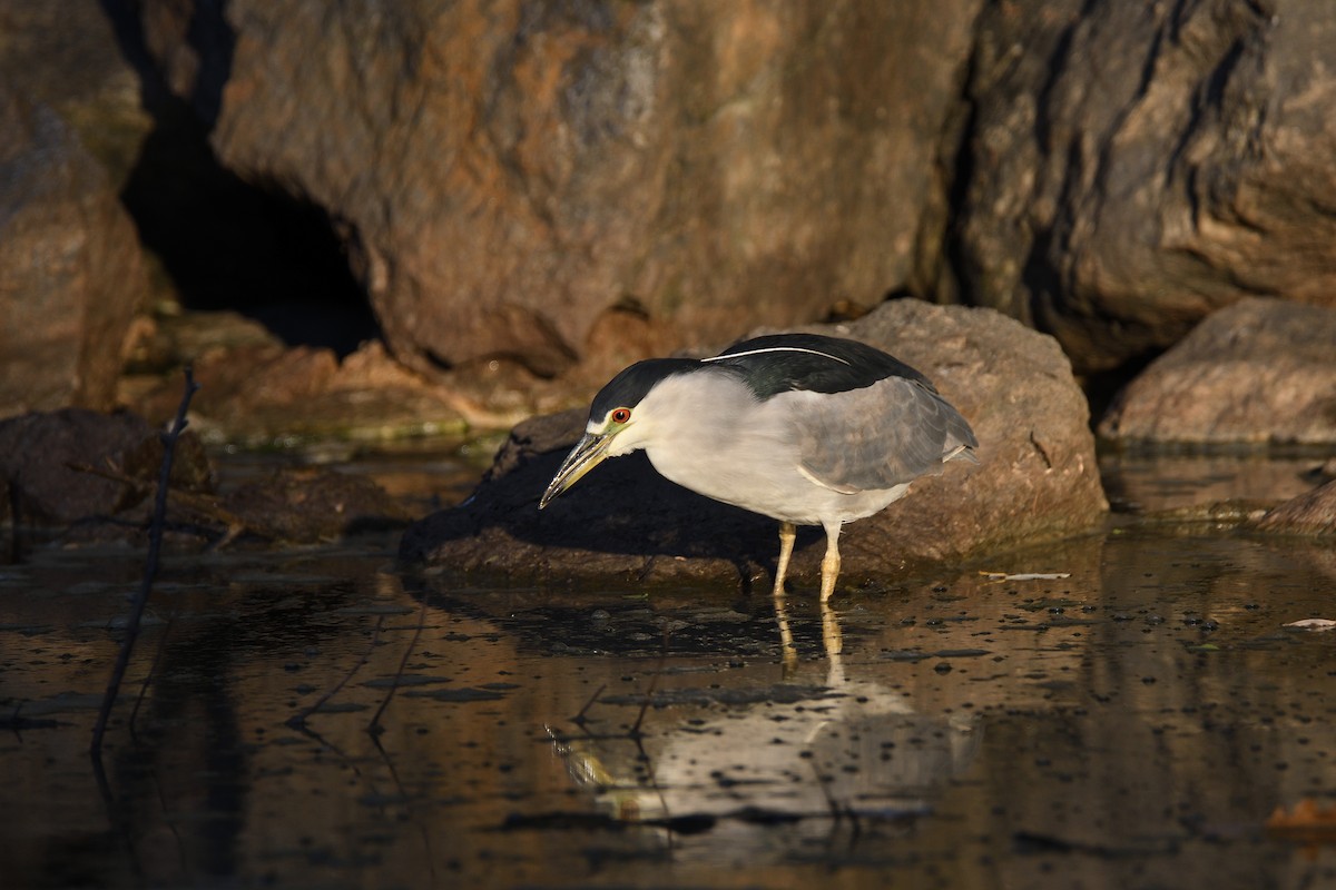 Black-crowned Night Heron - ML186269951