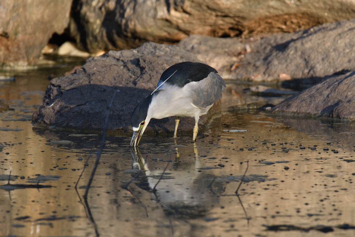 Black-crowned Night Heron - ML186269961