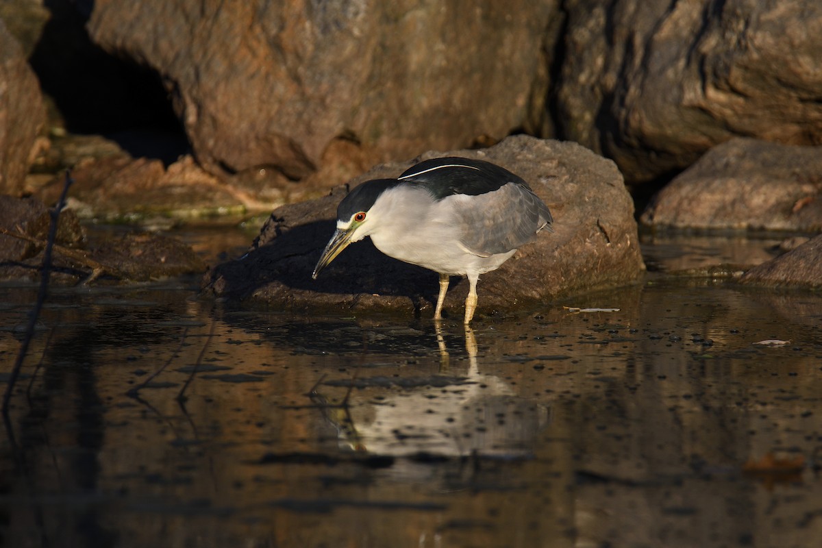 Black-crowned Night Heron - ML186270001