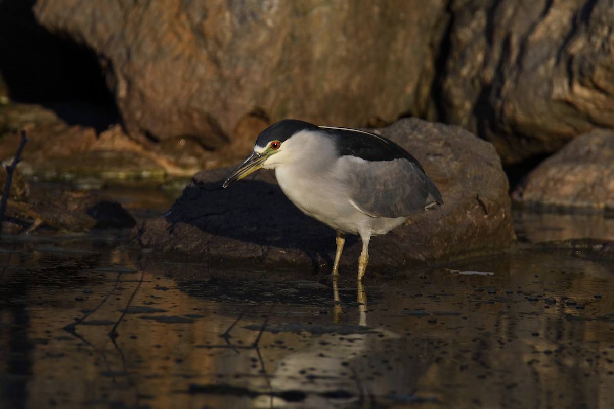 Black-crowned Night Heron - ML186270021