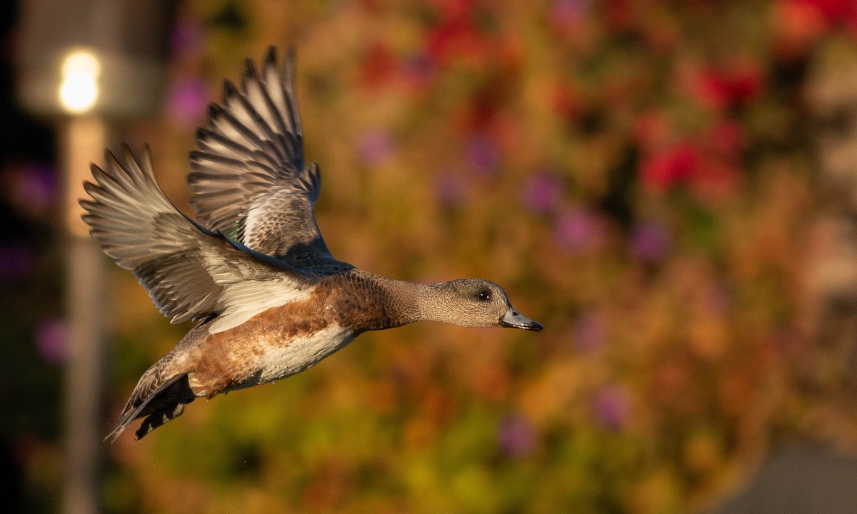 American Wigeon - Paul Fenwick