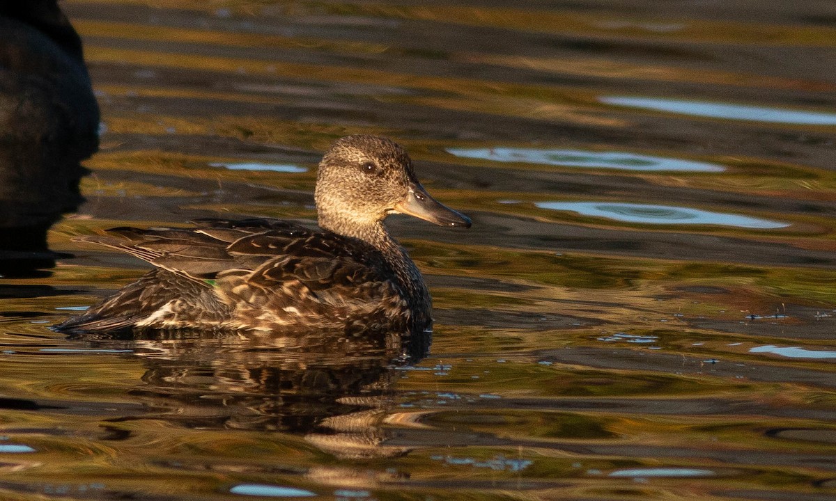 Green-winged Teal (American) - Paul Fenwick