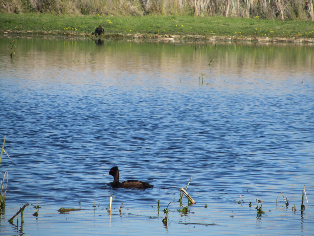 Southern Pochard - ML186275541