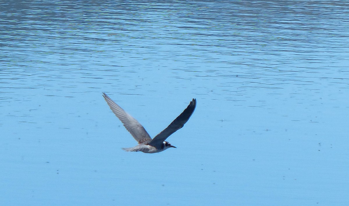 Black Tern - ML186276101