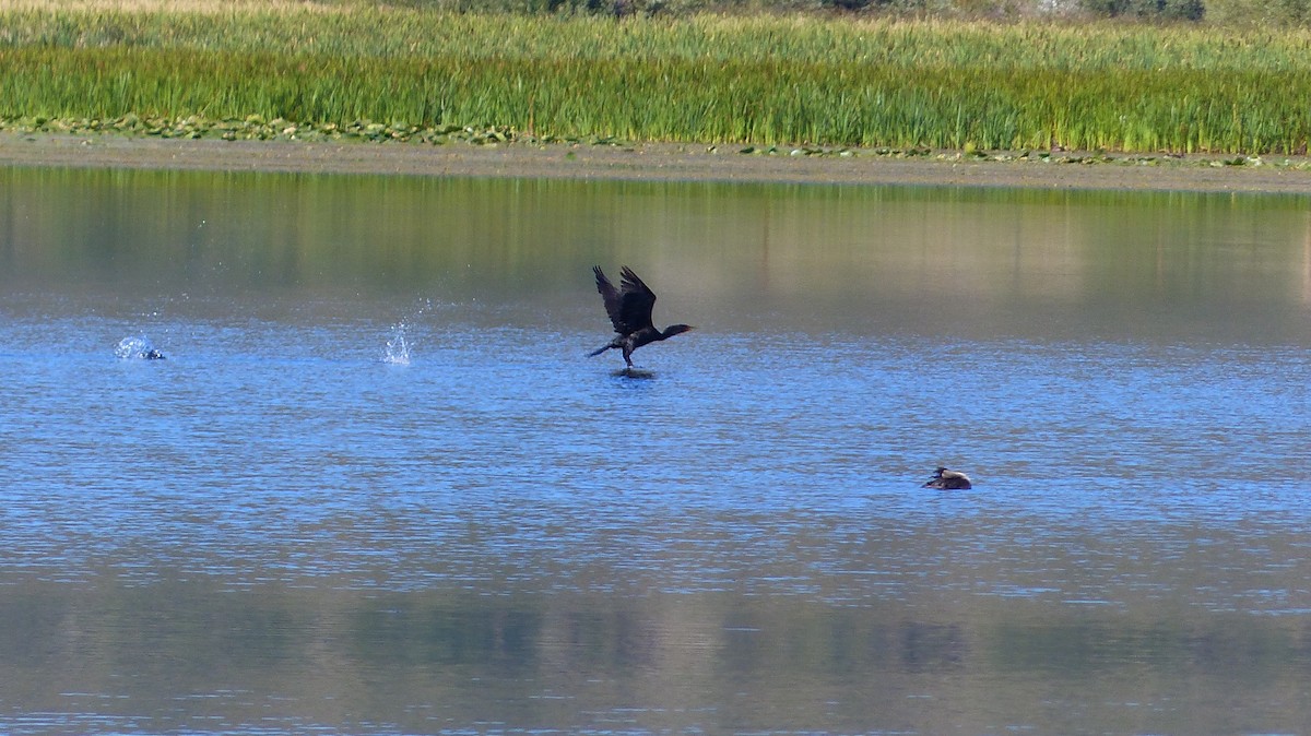 Cormoran à aigrettes - ML186276271