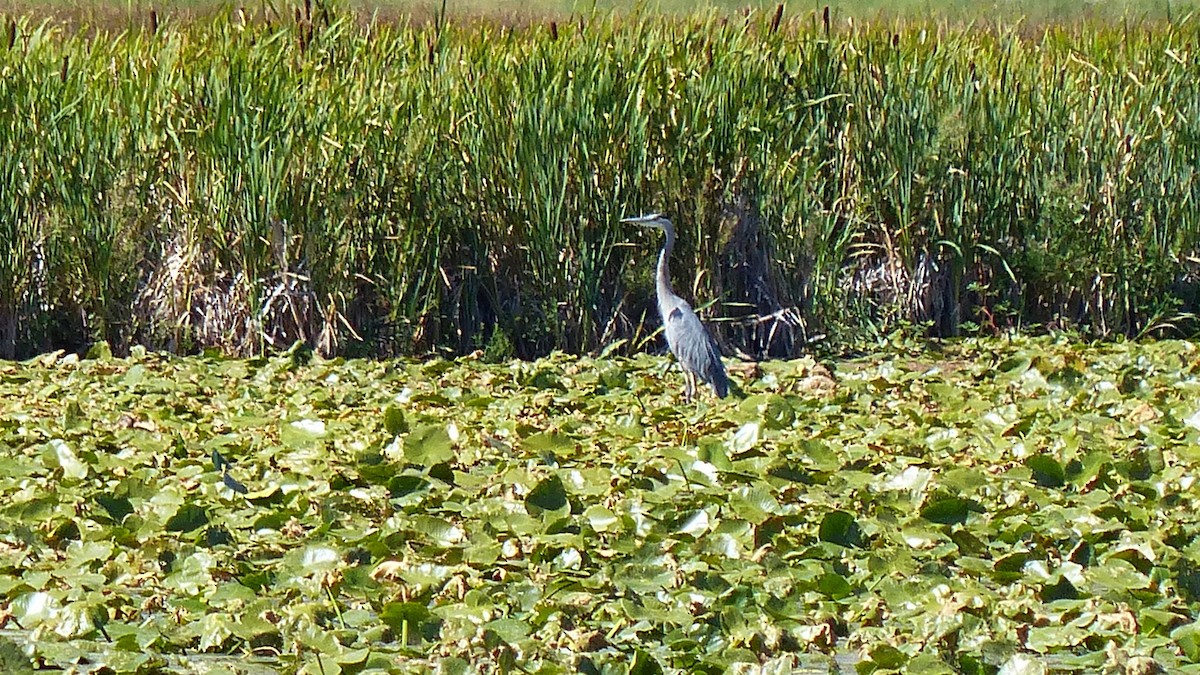 Great Blue Heron - Leona Ryter