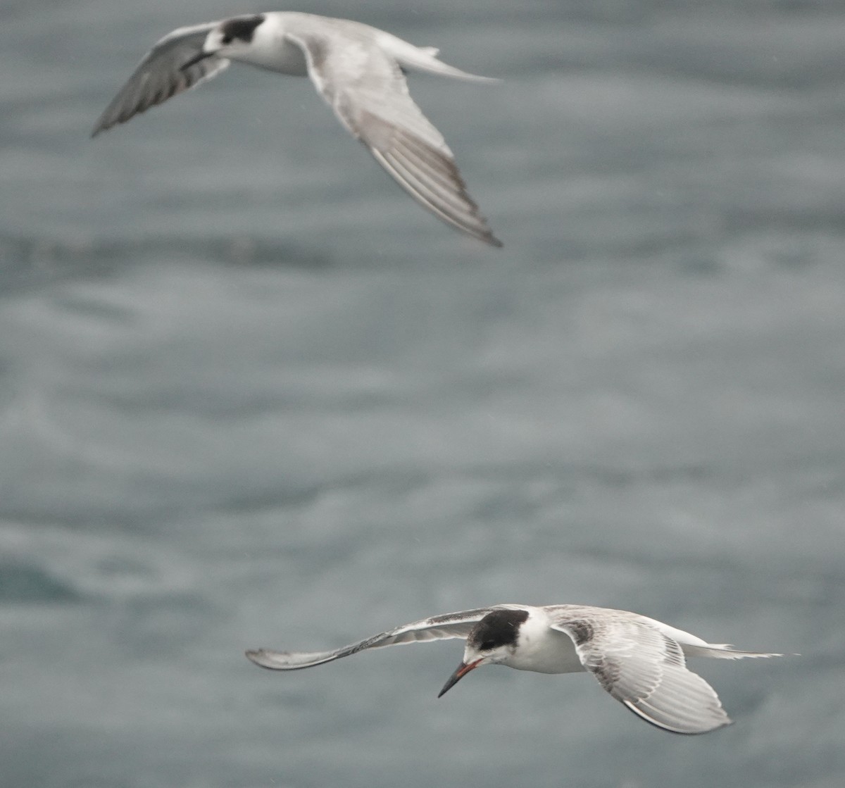 Common Tern - ML186276861