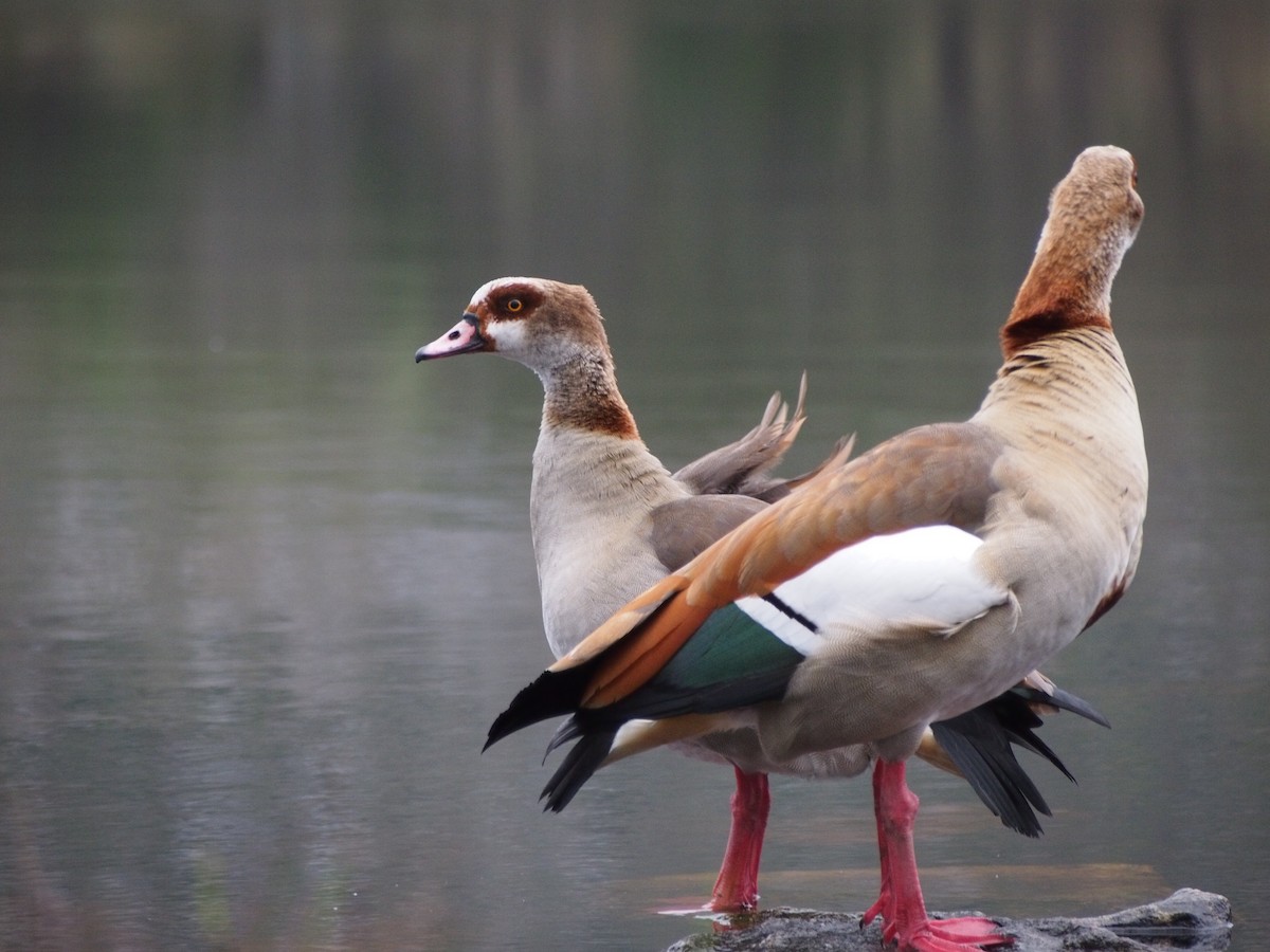 Egyptian Goose - ML186277021