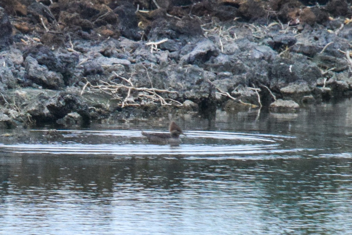 Hooded Merganser - ML186279081