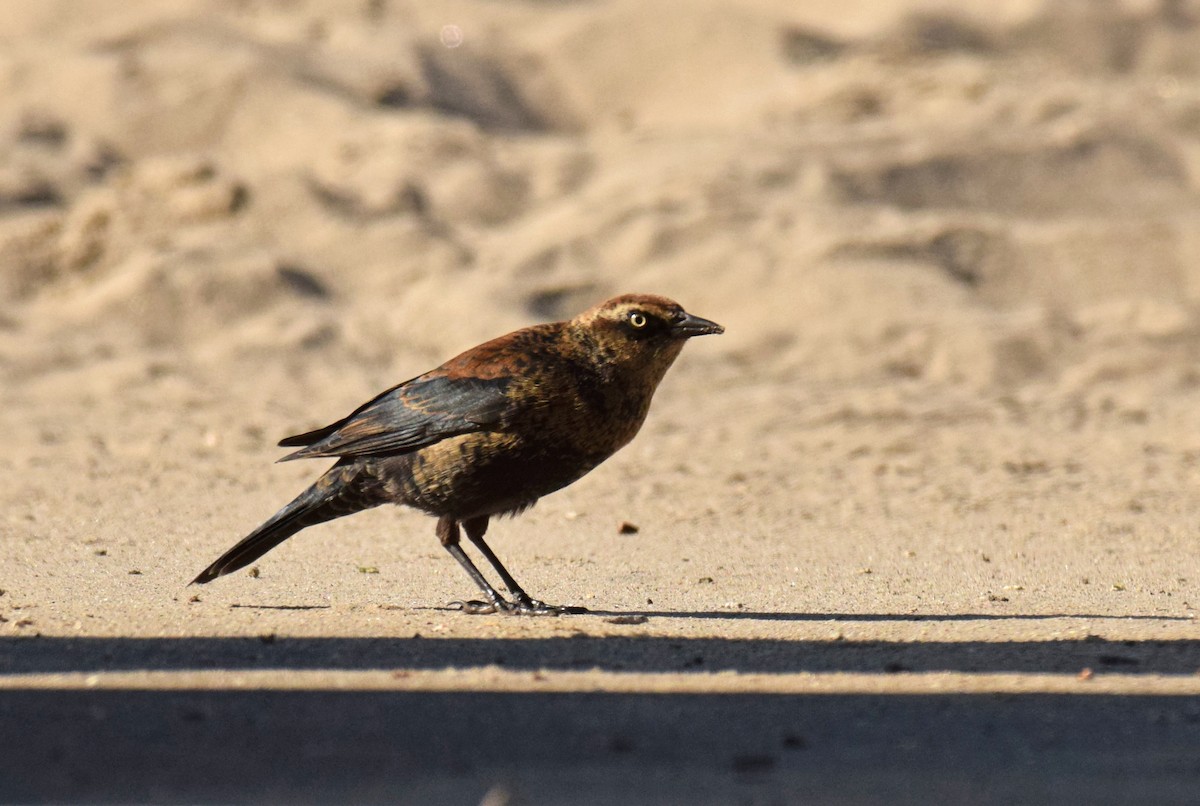 Rusty Blackbird - ML186279221