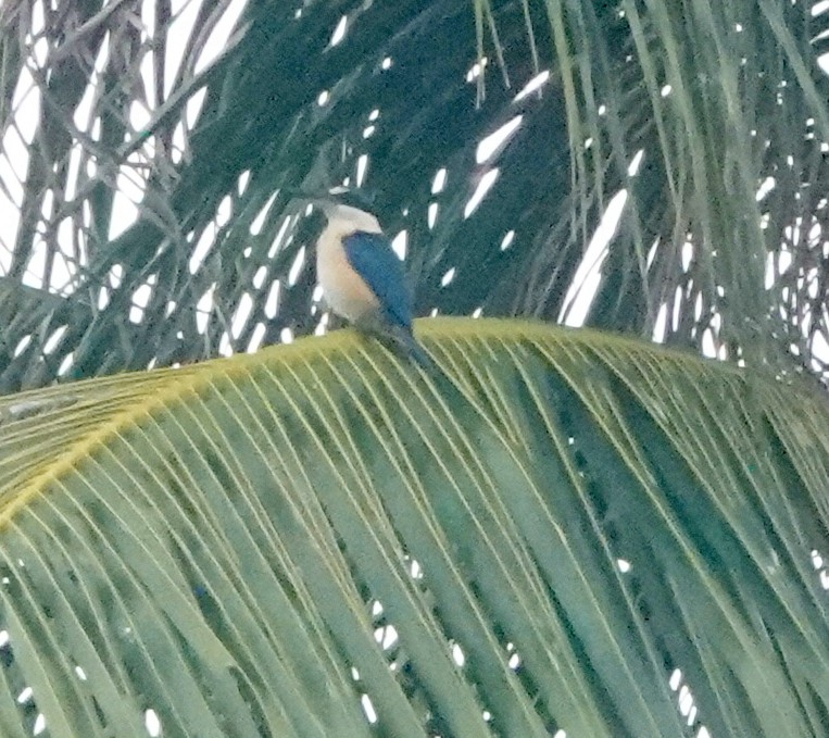 Melanesian Kingfisher (New Britain) - ML186279261