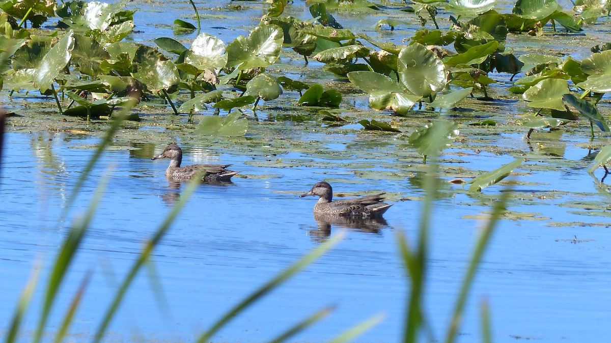 Blue-winged Teal - Leona Ryter