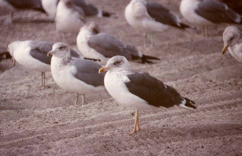 Lesser Black-backed Gull - ML186279561