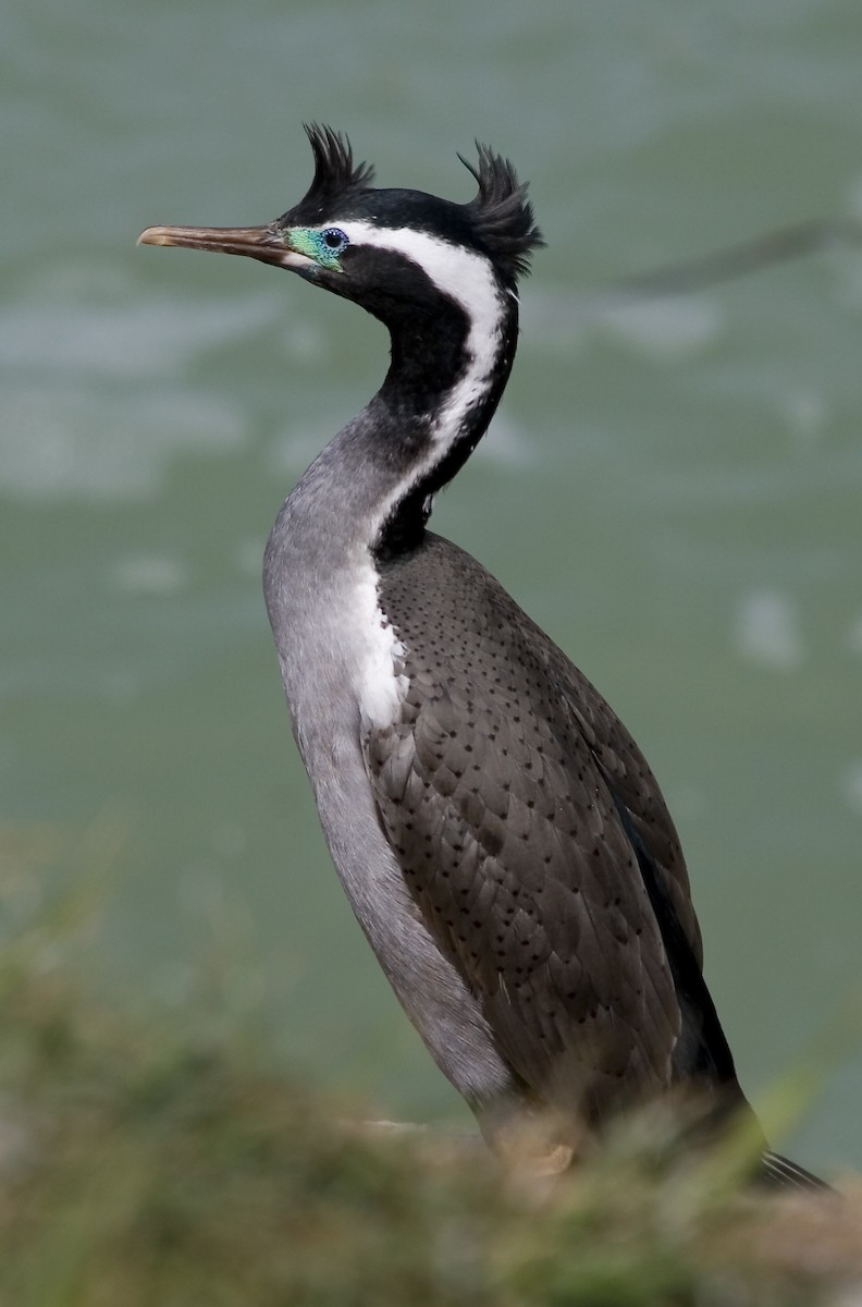 Spotted Shag - ML186286041