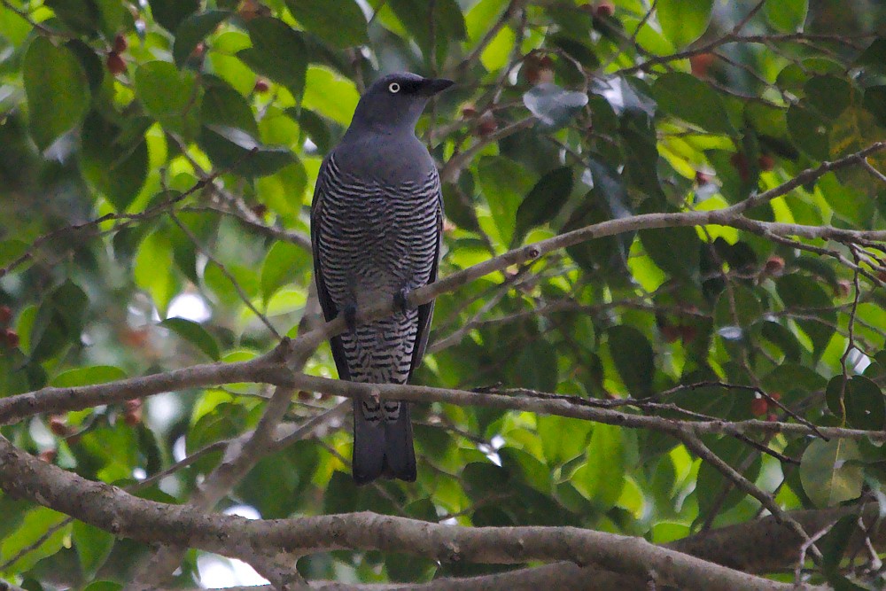 Barred Cuckooshrike - ML186286981