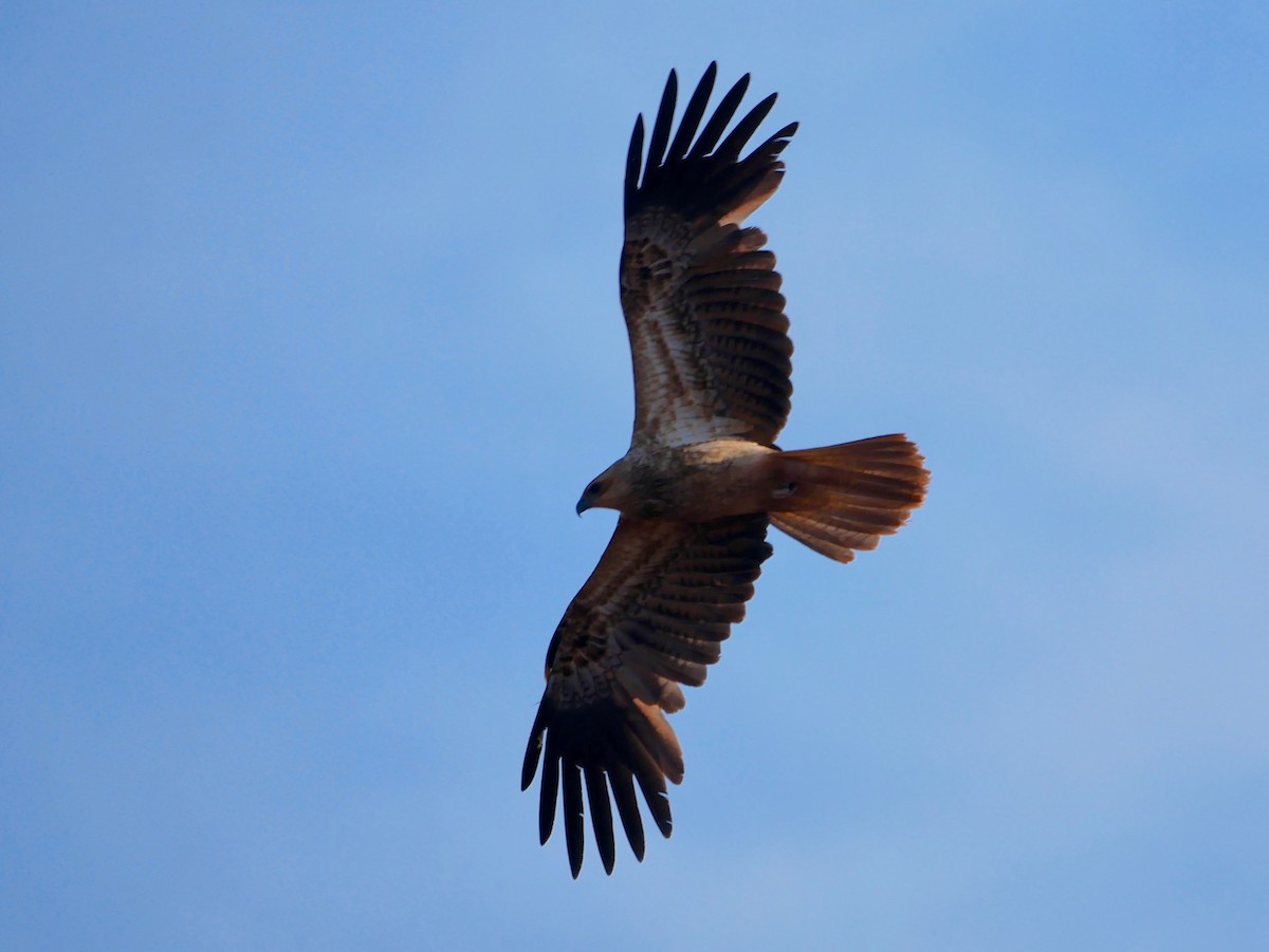 Whistling Kite - ML186287391