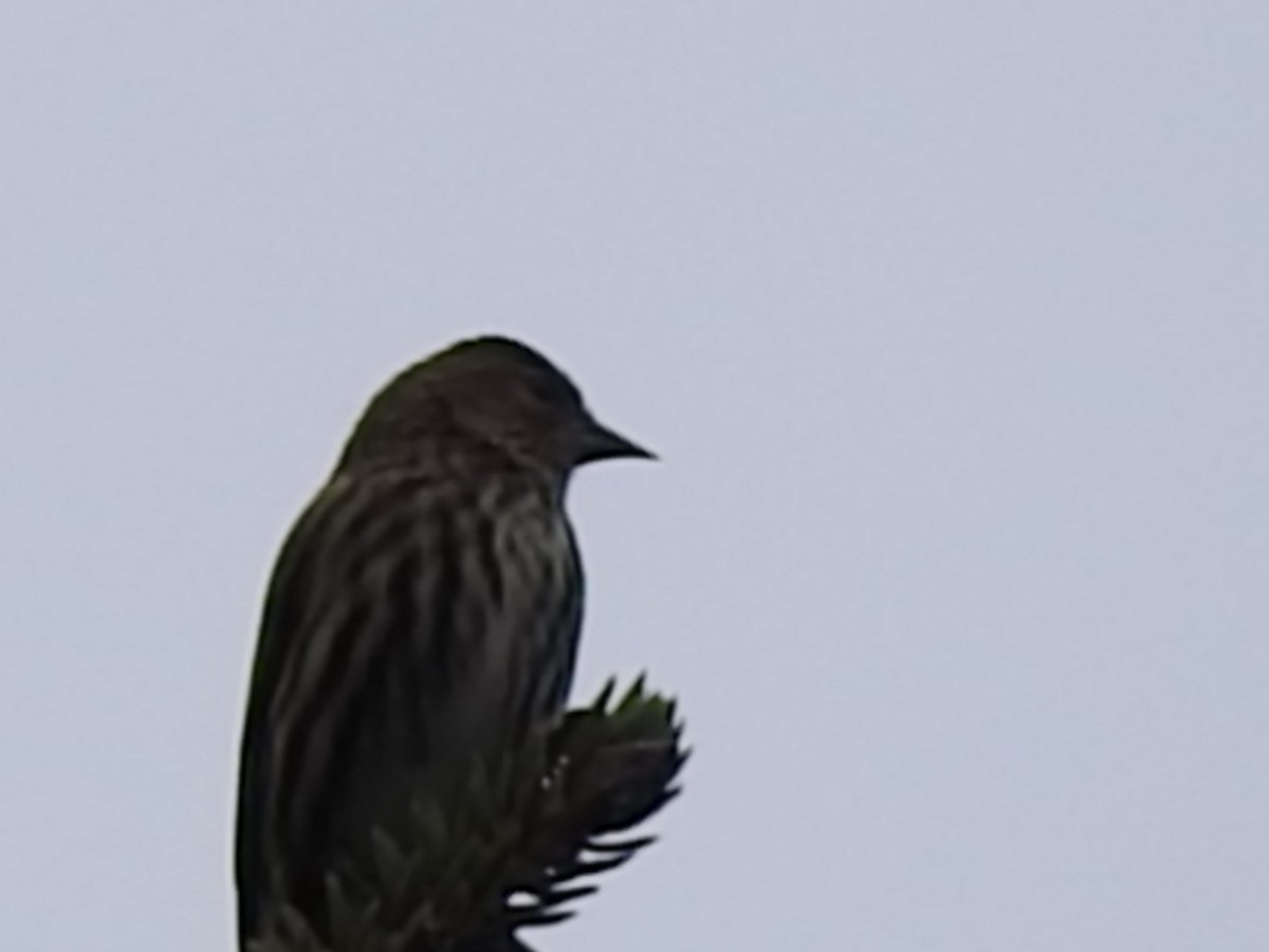 Pine Siskin - ML186287831