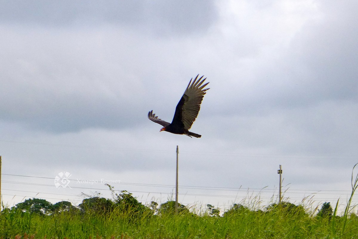 Lesser Yellow-headed Vulture - ML186289181