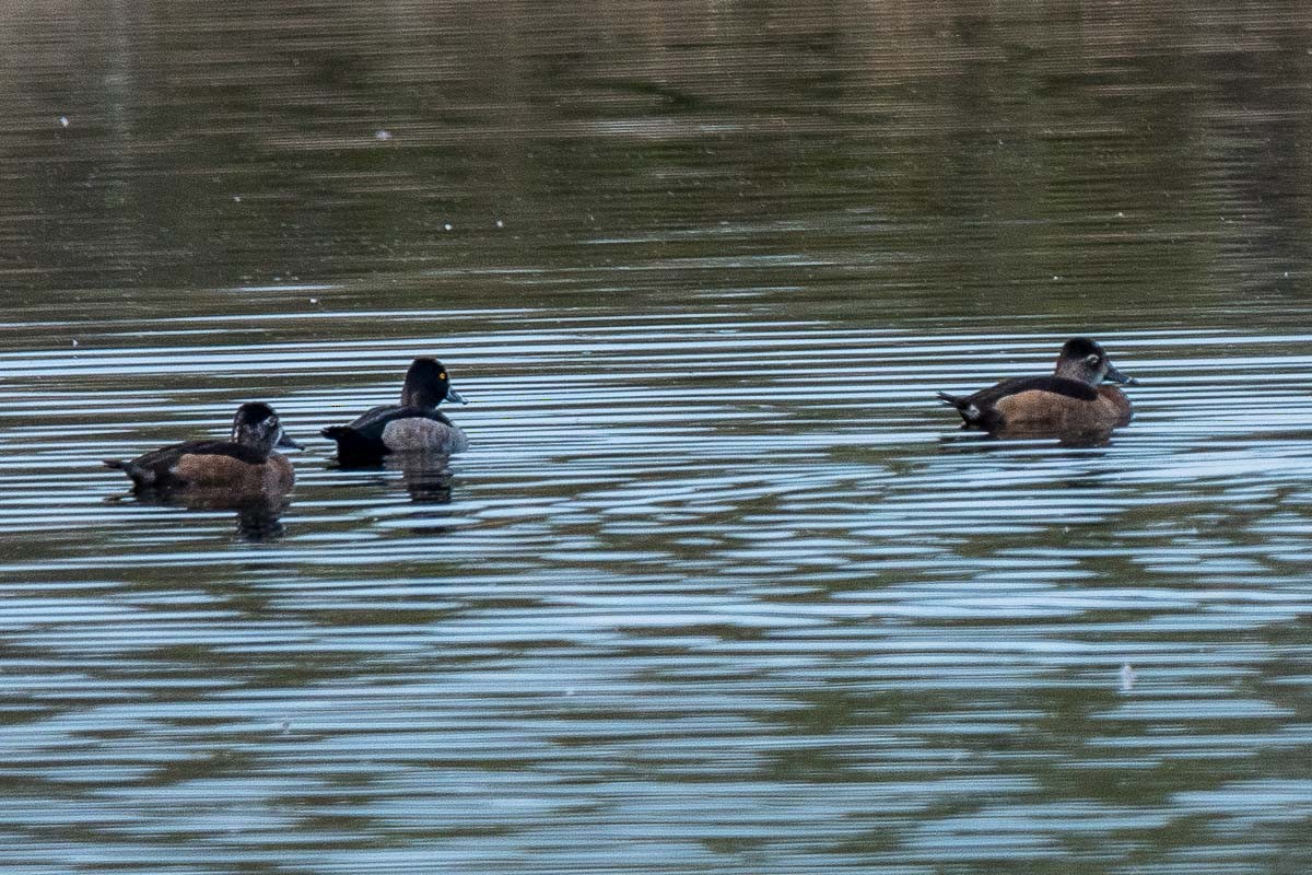 Ring-necked Duck - ML186291541