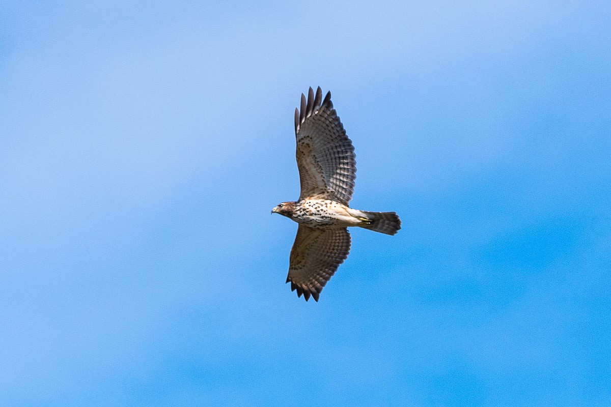 Red-shouldered Hawk - ML186291581