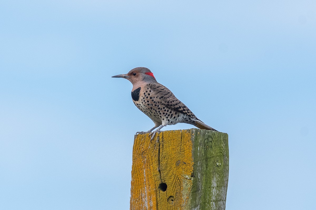 Northern Flicker - ML186291621