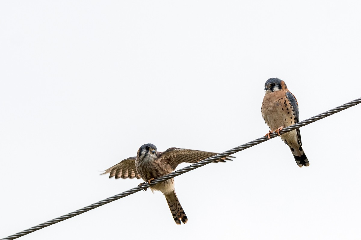 American Kestrel - ML186291661