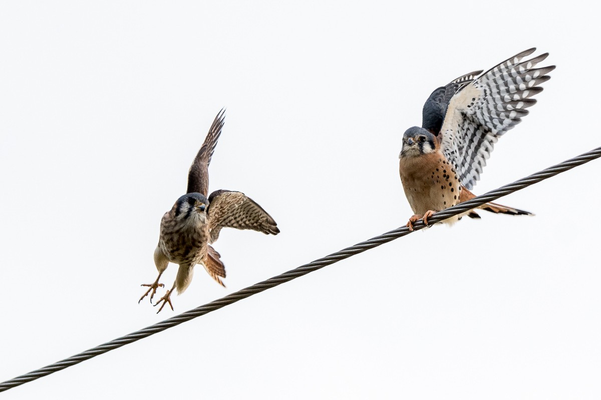 American Kestrel - ML186291671